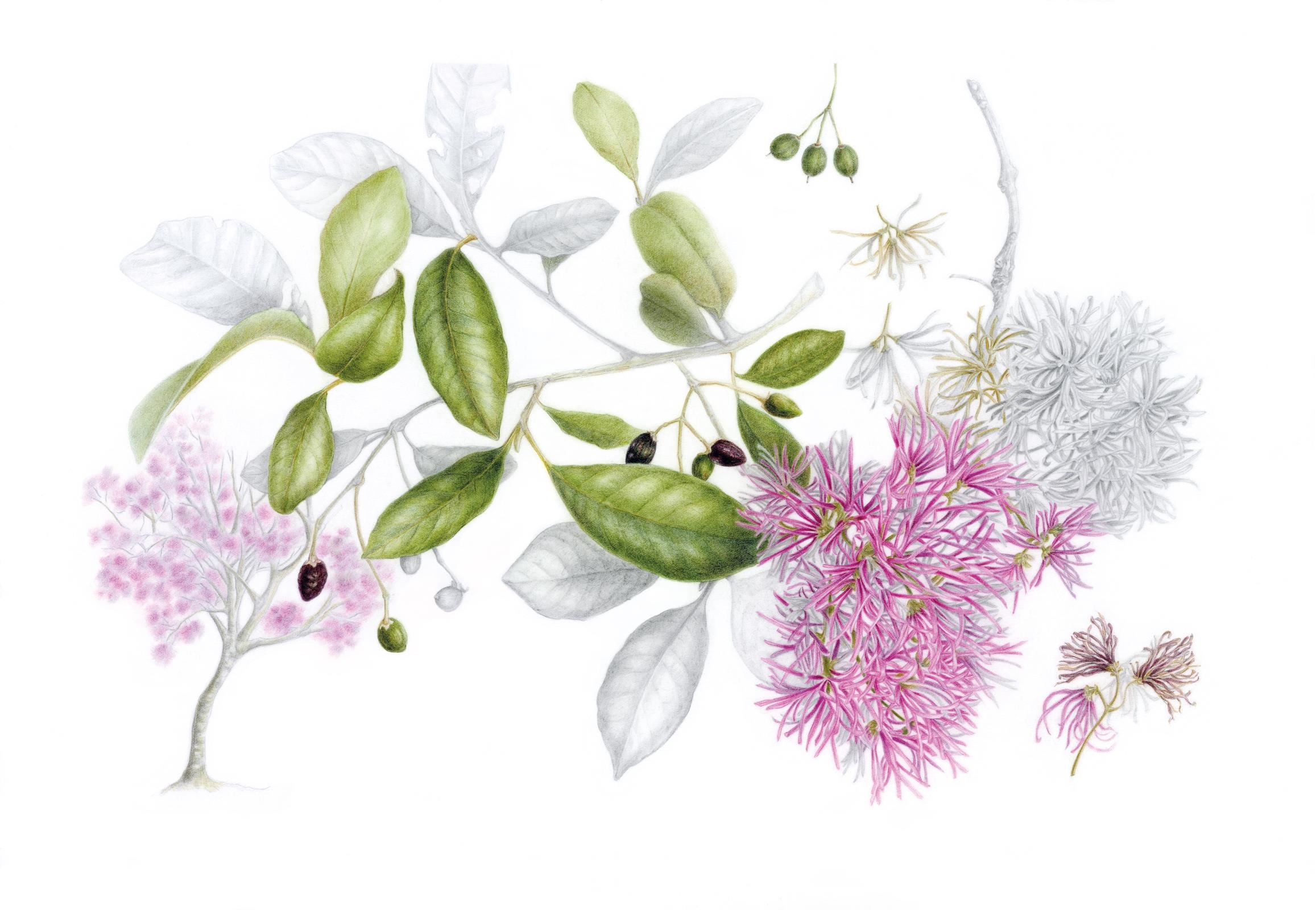  Chionanthus pubescens (Arupo)